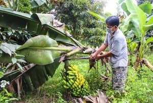 Khánh Sơn: Chuối chín rục ngoài vườn