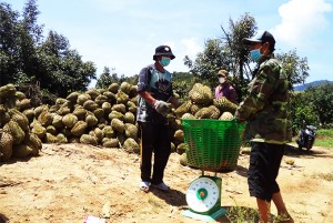 Khánh Sơn nỗ lực tiêu thụ sầu riêng