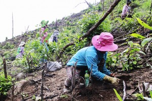 Đẩy mạnh trồng cây, gây rừng