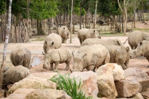 Khám phá cuộc sống hoang dã "thời giãn cách" bên trong công viên bảo tồn lớn bậc nhất châu Á