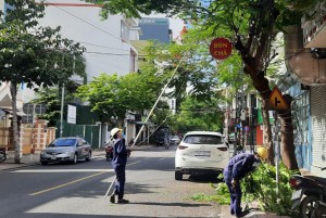 Nha Trang triển khai rong tỉa cây xanh trước mùa mưa bão