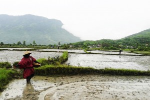 Vạn Ninh sản xuất khoảng 1.700ha lúa vụ mùa