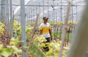 Du học sinh Israel lên rừng trồng nho, nuôi cừu, làm du lịch bền vững