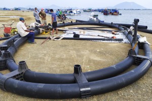 Nuôi cá giò trong lồng tròn HDPE