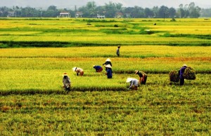 Nhớ mùa lúa chét