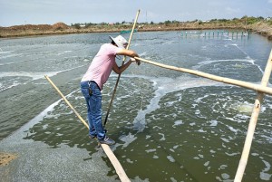 Chữa bệnh cho tôm chân trắng