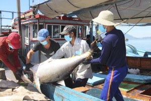 Ngành khai thác thủy sản: Xây dựng hướng đi bền vững