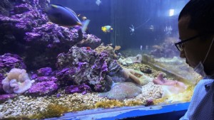 Thử nghiệm thành công sinh sản san hô và hải quỳ