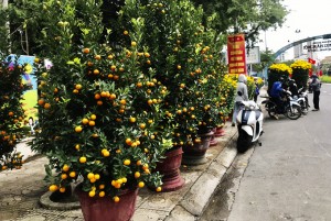 Hoa Tết khoe sắc