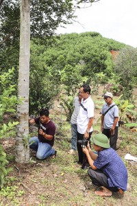 Thử nghiệm cấy trầm sinh học trên cây dó bầu