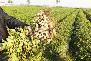 Chăn trâu, nướng đậu ngoài đồng