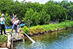 Nuôi cá mú trân châu bằng thức ăn công nghiệp