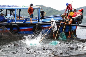 Nhiều mô hình khuyến nông chất lượng