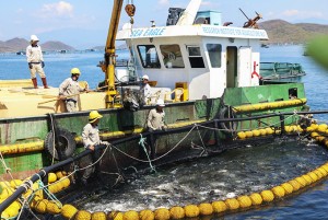 Nuôi biển công nghiệp: Tìm hướng phát triển bền vững