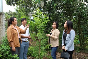 Sẽ tặng thêm 1.000 cây hoa anh đào để trồng tại huyện Khánh Sơn