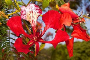 5 lợi ích sức khỏe từ cây phượng đỏ có thể bạn chưa biết