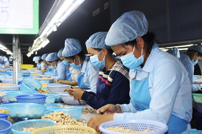 Công nhân Công ty TNHH Chế biến hạt điều Sao Việt tất bật cho những lô hàng cuối năm.
