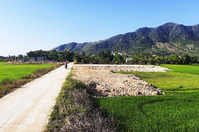 Một diện tích đất trồng lúa bị san lấp trái phép ở xã Suối Tân (huyện Cam Lâm).