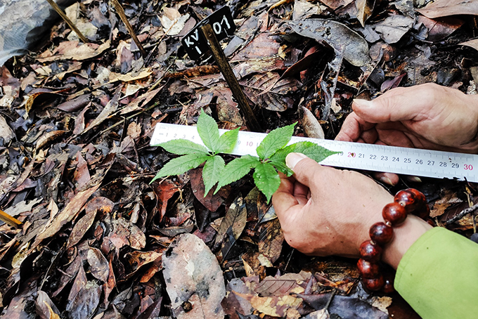 Kiểm tra sinh trưởng, phát triển cây sâm Ngọc Linh trồng thử nghiệm tại Hòn Bà