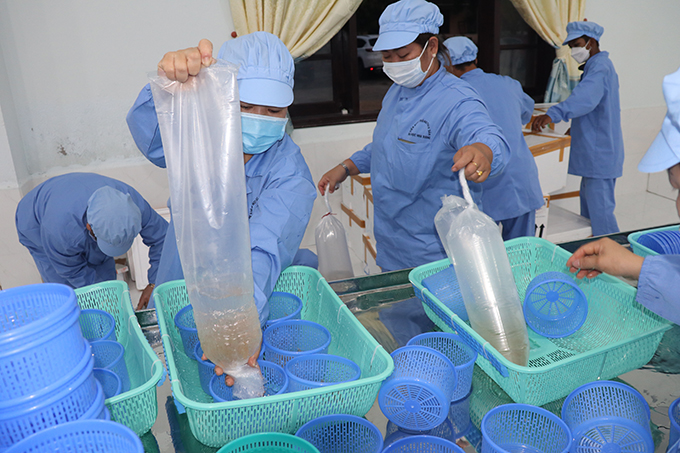 Những túi nilong được bơm oxy để vận chuyển tôm hùm giống từ Singapor về Việt Nam