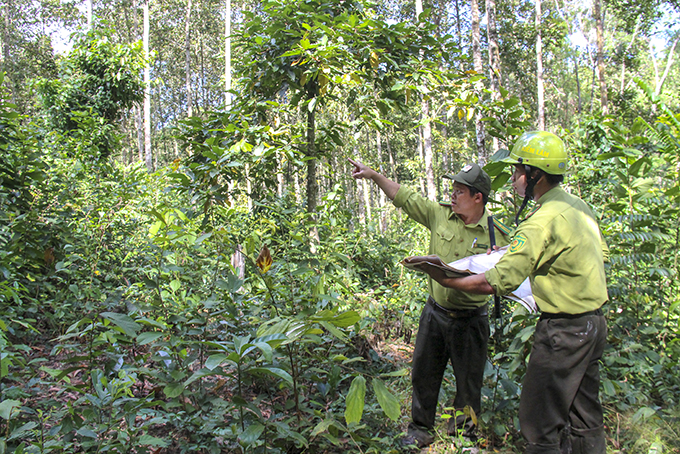 Lực lượng kiểm lâm Khu Bảo tồn thiên nhiên Hòn Bà tuần tra  tại khu vực giáp ranh lâm phận Ban Quản lý Rừng phòng hộ Nam Khánh Hòa.