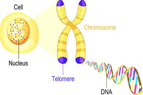 Telomere giúp bảo vệ đầu mút nhiễm sắc thể khỏi những tác động từ bên ngoài.