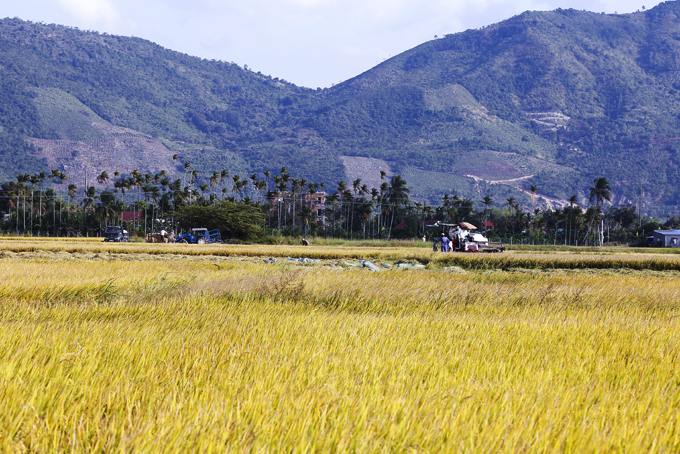 Thu hoạch lúa tại huyện Diên Khánh.