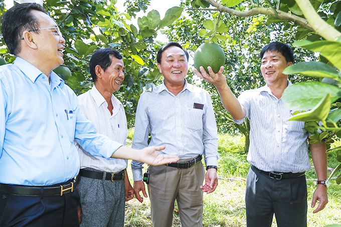 Còn nhiều việc phải làm để trái bưởi Khánh Hòa có thể xuất khẩu sang Hoa Kỳ.