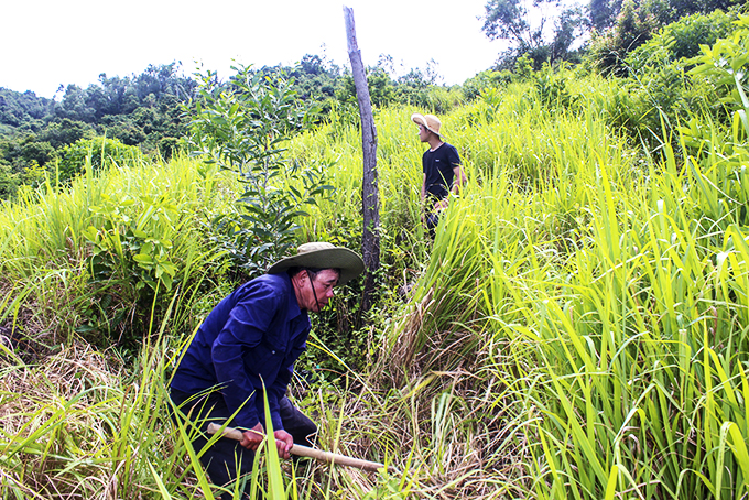 Thửa đất của ông Nguyễn Phong Thành  vẫn đang được gia đình canh tác nhiều năm qua.