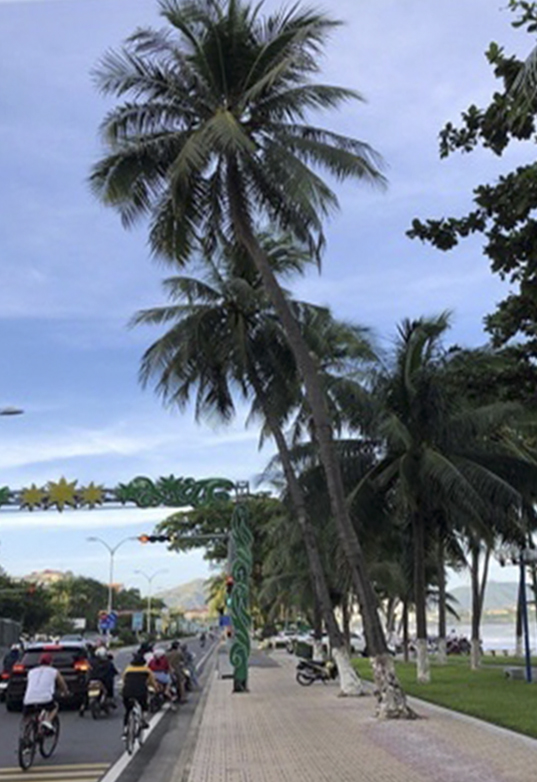 Những cây dừa già nghiêng ra lòng đường Trần Phú có nguy cơ gây mất an toàn cho người đi đường.