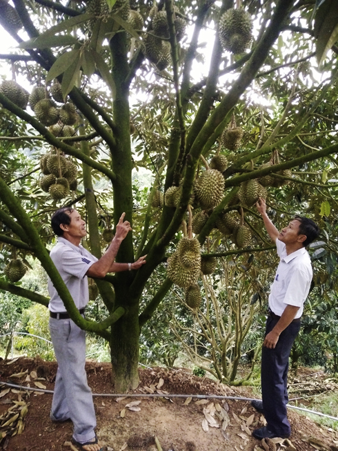  Mô hình trang trại cây ăn quả cho gia đình cựu chiến binh Trịnh Ngọc Khánh (bên trái),  xã Sơn Hiệp thu nhập từ 600 đến 800 triệu đồng/năm.