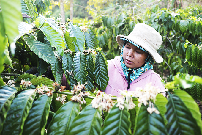 Mô hình trồng cây cà phê của một phụ nữ dân tộc thiểu số  huyện Khánh Sơn. Ảnh: N.K