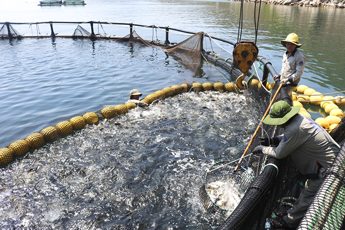 Nuôi cá chim vây vàng - mô hình nuôi biển tại vịnh Vân Phong (Vạn Ninh).