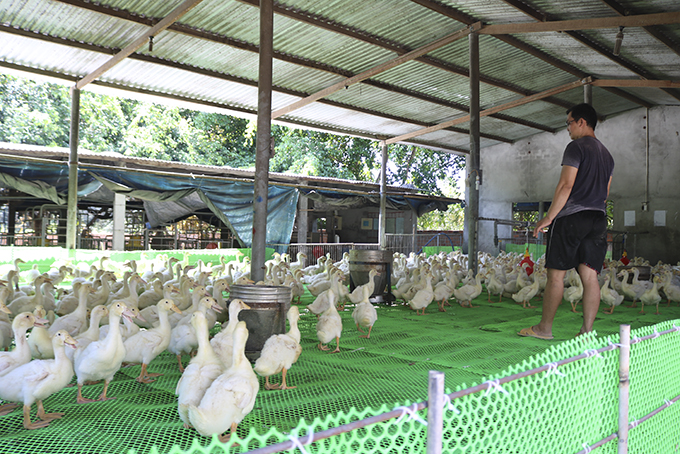 Nhân rộng mô hình chăn nuôi vịt siêu nạc Grimaud tại huyện Cam Lâm.