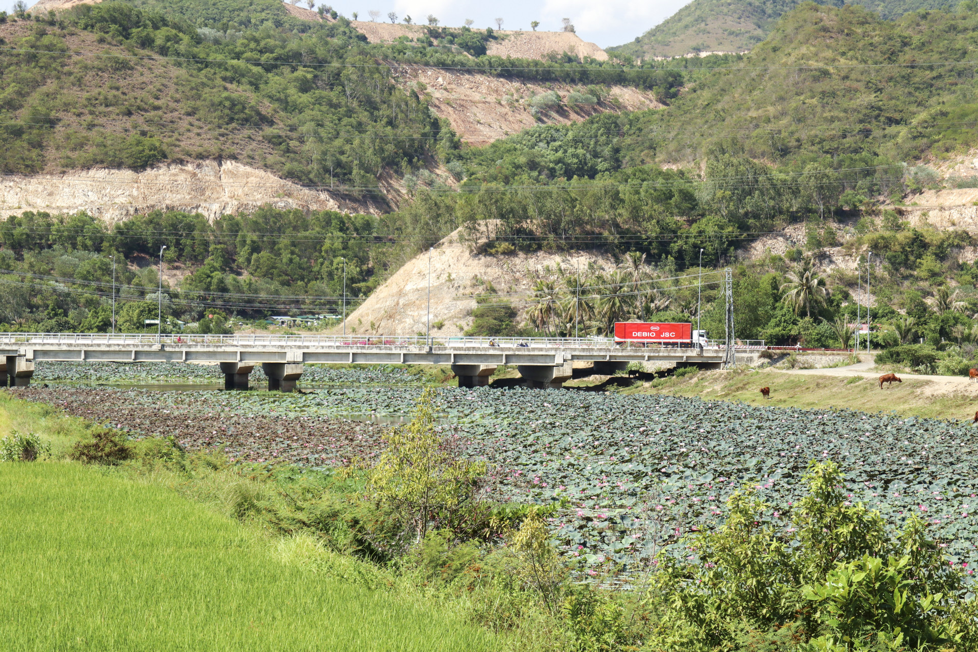 Một đoạn sông Tắc bị bịt kín bởi ao sen.